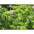 Factory supply Geranium Essential Oil New for Aromatherapy